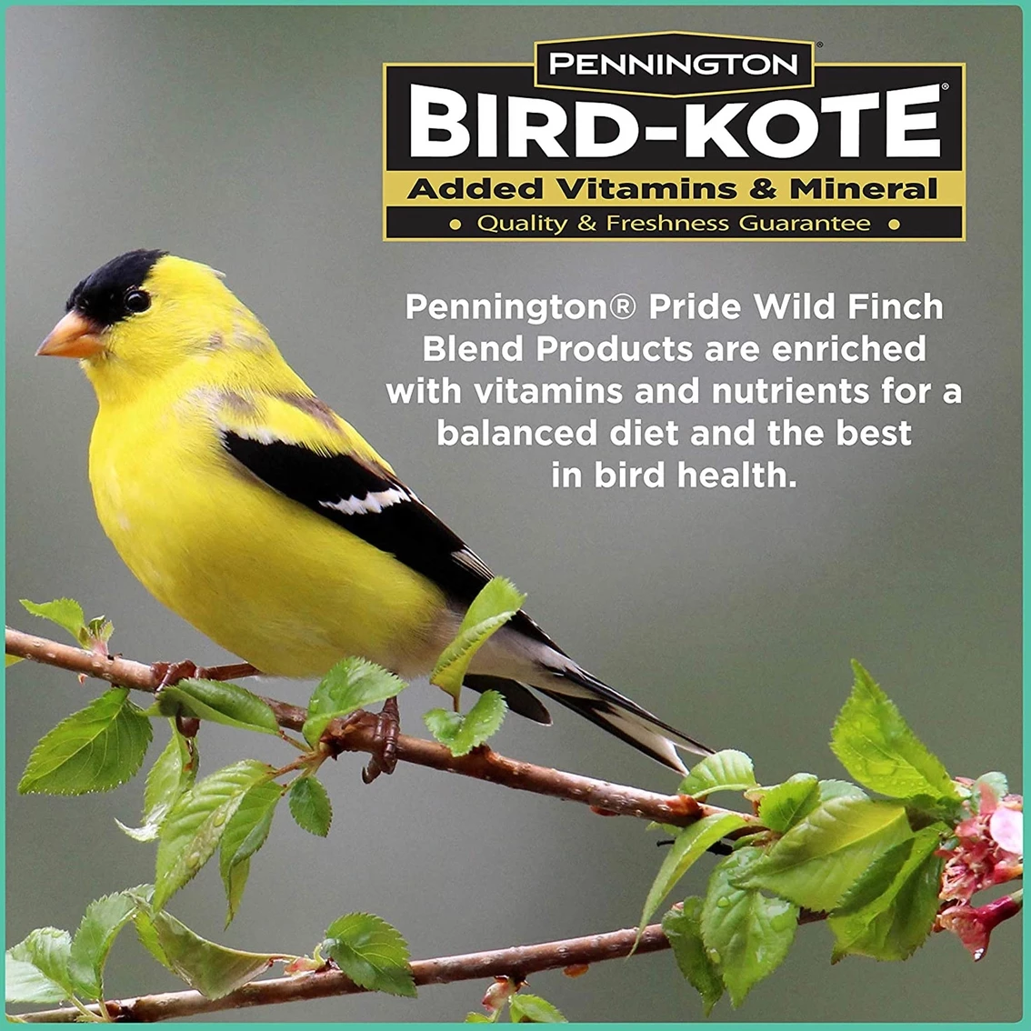 Best Sale ✨ Pennington Pride Wild Finch Blend ⌛ 6 Best Sale ✨ Pennington Pride Wild Finch Blend ⌛ - Image 6