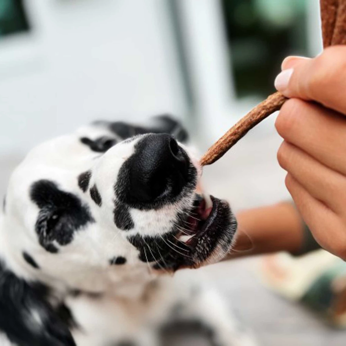 Best Pirce ???? Greater Wild Beef Recipe Jerky Sticks, Semi Moist Treats For ???? Dogs 10 Oz., 2 Pk. ???? 6 Best Pirce ???? Greater Wild Beef Recipe Jerky Sticks, Semi Moist Treats For ???? Dogs 10 Oz., 2 Pk. ???? - Image 6